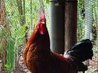 roosters