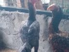 Roosters