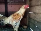 Roosters