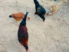 roosters