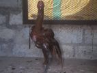 Rooster