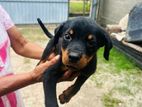 Rottweiler Puppies