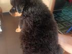 Rottweiler Puppy
