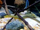 Rope Fish