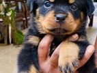 Rorottweiler Puppy