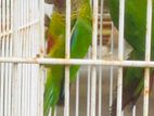 Rose Fronted Conure