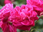 Rose Plant