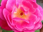 Rose Plant