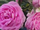 Rose Plant