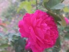 Rose Plant