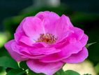 Rose Plant