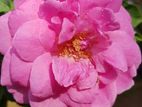 Rose Plant