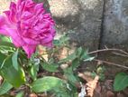 Rose plants