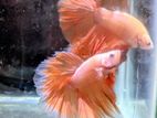 Rosetail Betta Fish