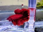 Rose Tail Betta Fish