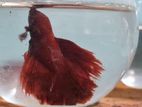 Rose Tail Betta Fish