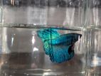 Rose Tail Betta