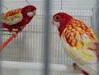 Rosella Breeding Pair