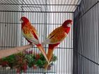 Rosella Breeding Pair