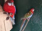 Rosella Pair