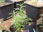 Rosemary