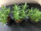 Rosemary Herbal Plants