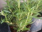 Rosemary Herbal Plants