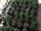 Rosemary Plant
