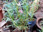 Rosemary plants