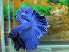 Rosetail Fighter Fish Betta