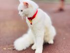 Persian Cat