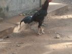 Rooster