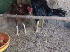 Rooster