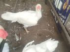 Hen