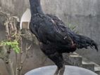 Roosters