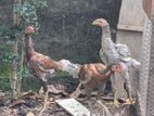 Roster chicks