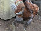 Rooster Chicks