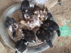 Rooster Chicks