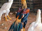 Assel Rooster