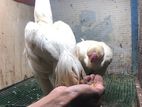 Rooster