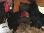 Farm Chicken