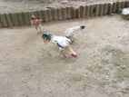 Rooster