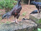 Roosters