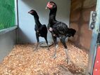 Rooster