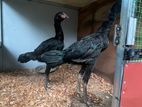 Rooster
