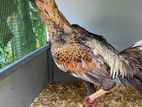 Farm Rooster