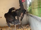 Aseel Rooster
