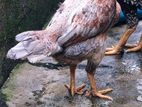 Aseel Rooster