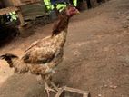 Rooster