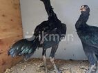 Rooster